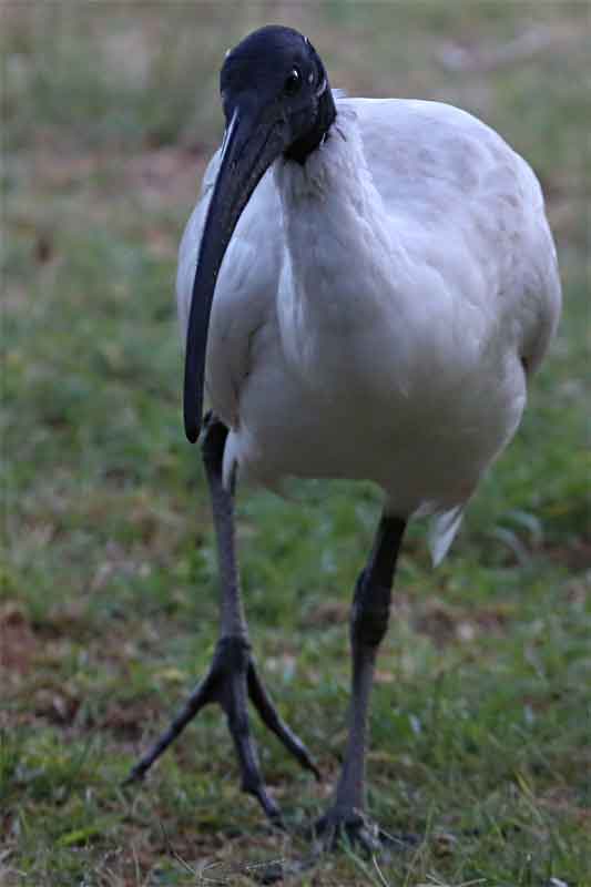 White Ibis