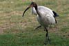 Ibis Ibis