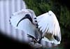 Ibis Ibis