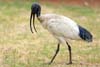 Ibis Ibis