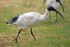 Ibis Ibis