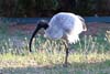 Ibis Ibis
