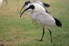 Ibis Ibis