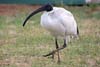 Ibis Ibis